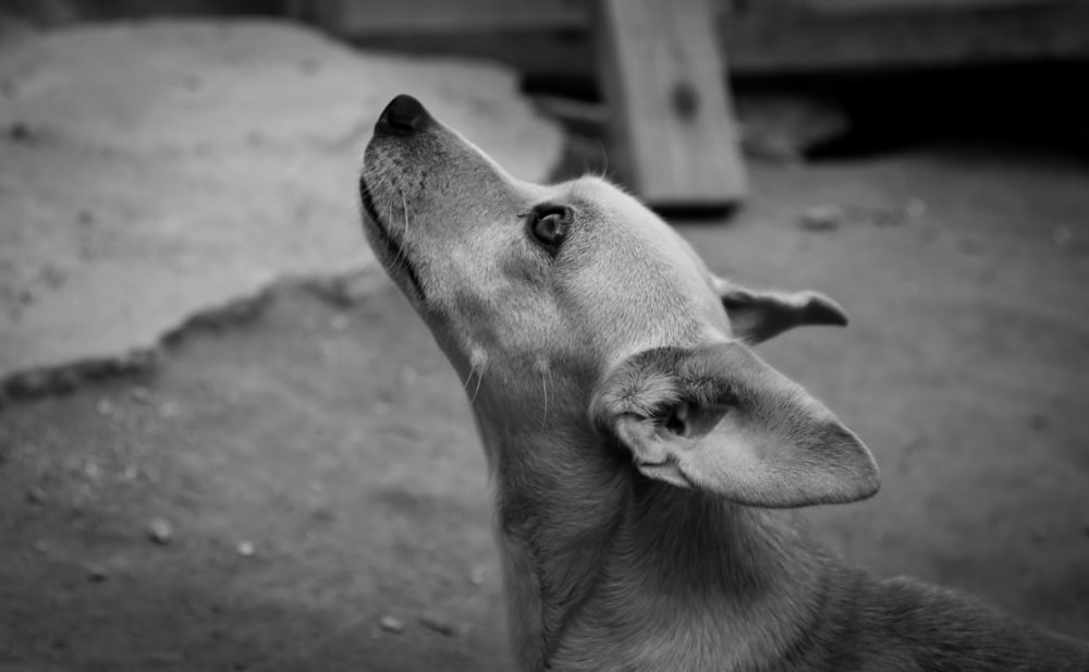 a black and white photo of a dog looking up