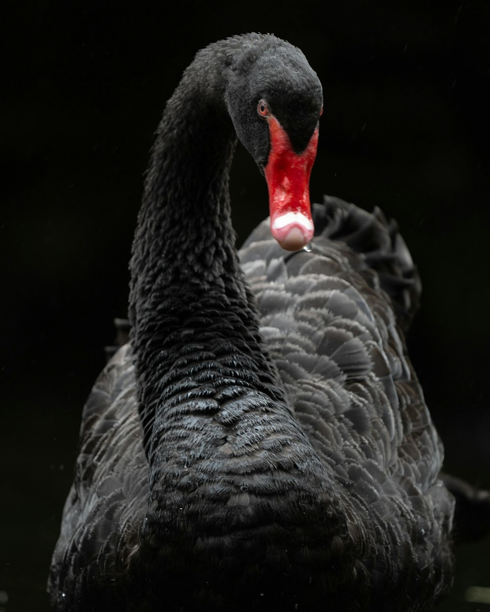 a close up of a black swan with a red beak