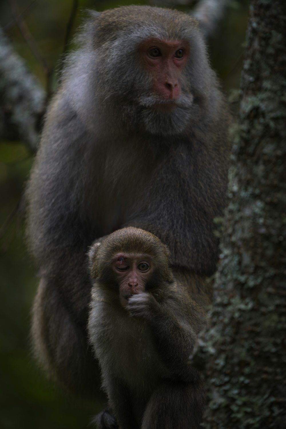 a monkey sitting on top of a tree next to another monkey