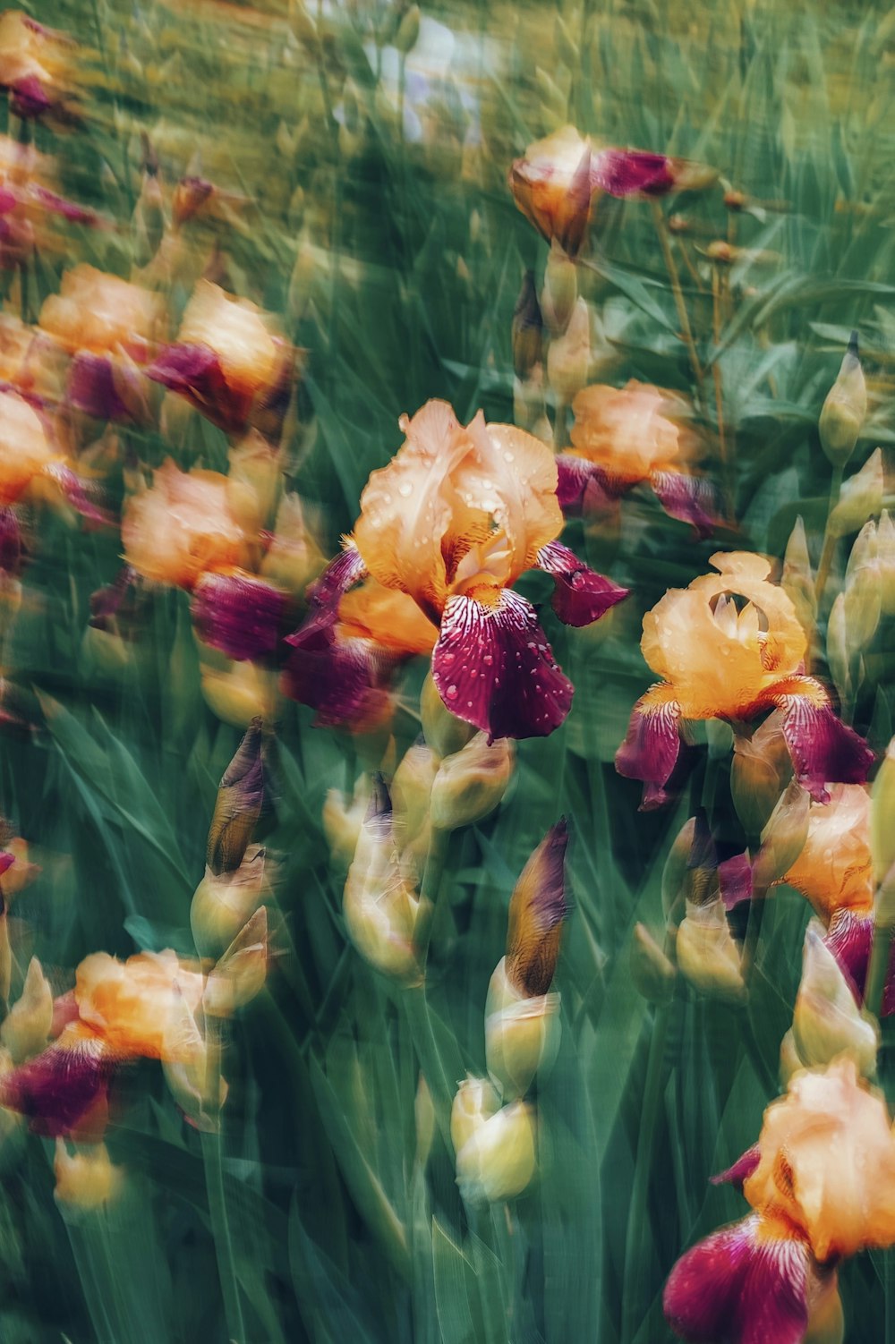 a bunch of flowers that are in the grass