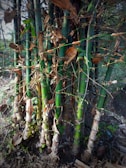 A cluster of thick, green bamboo stalks with some dried, brown leaves attached. The bamboo is dense and appears to be part of a larger grove, with a natural, earthy setting in the background.