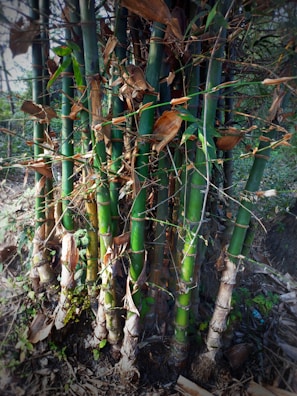 A cluster of thick, green bamboo stalks with some dried, brown leaves attached. The bamboo is dense and appears to be part of a larger grove, with a natural, earthy setting in the background.
