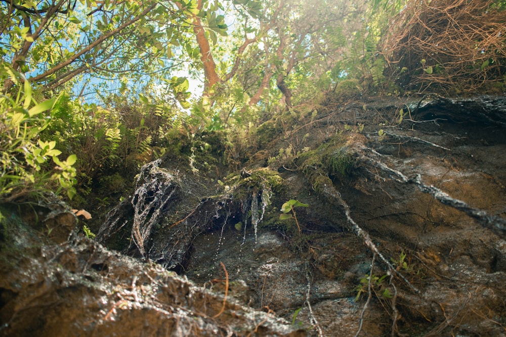 a view of a rocky cliff with trees growing on it