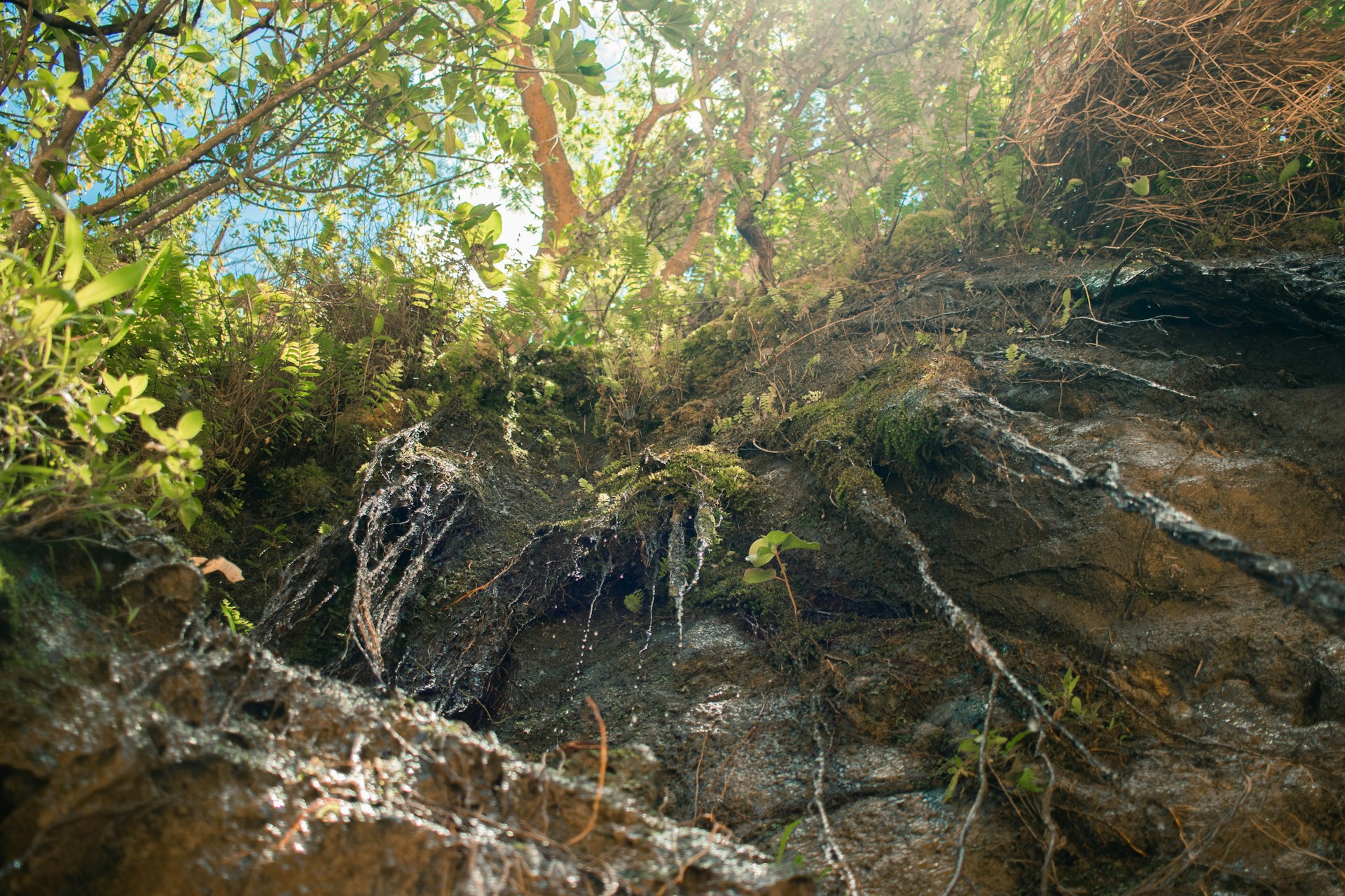 a view of a rocky cliff with trees growing on it