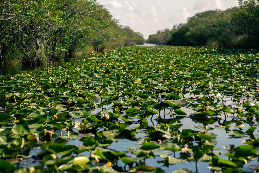 a river filled with lots of water lilies