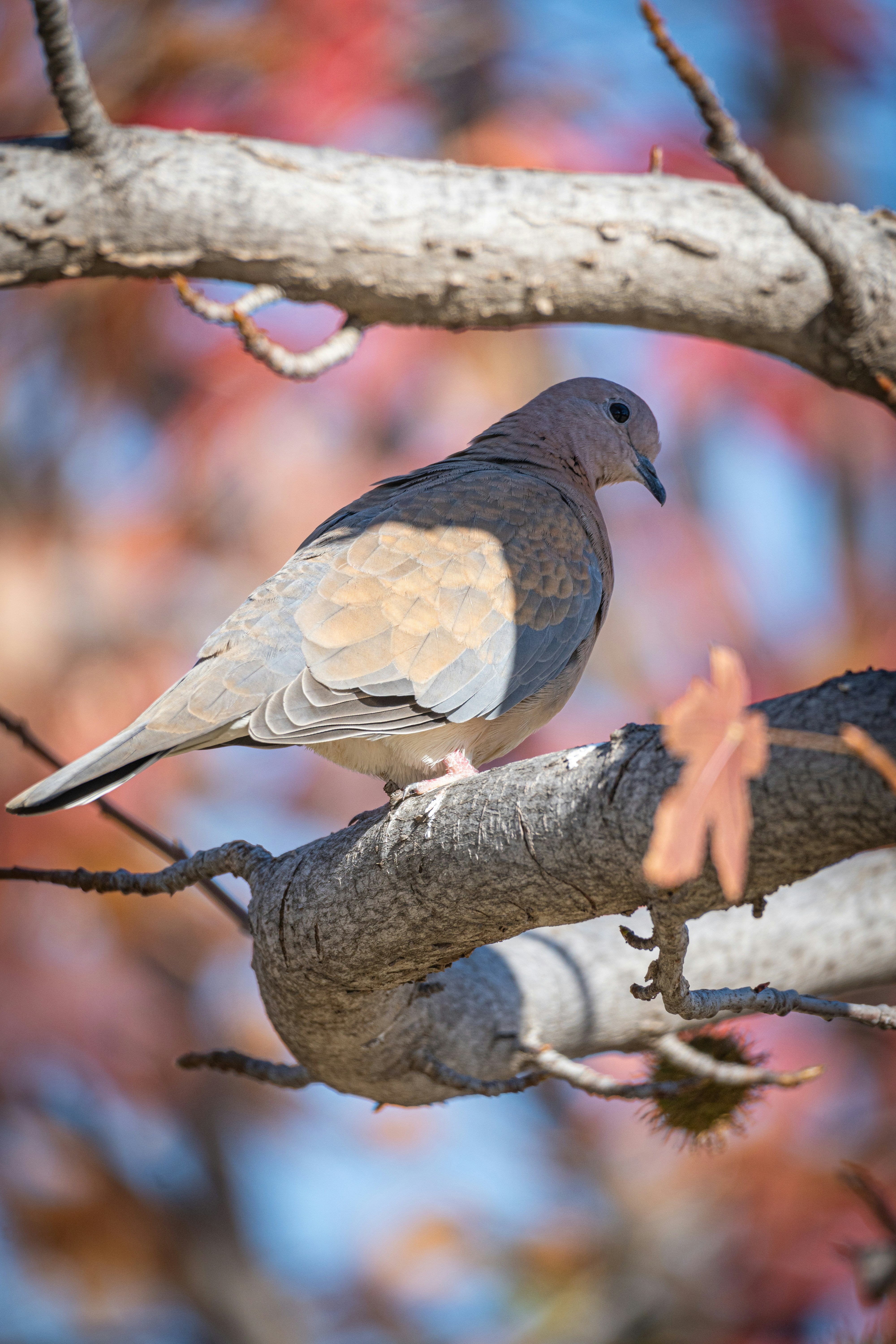 a bird perched on a branch of a tree