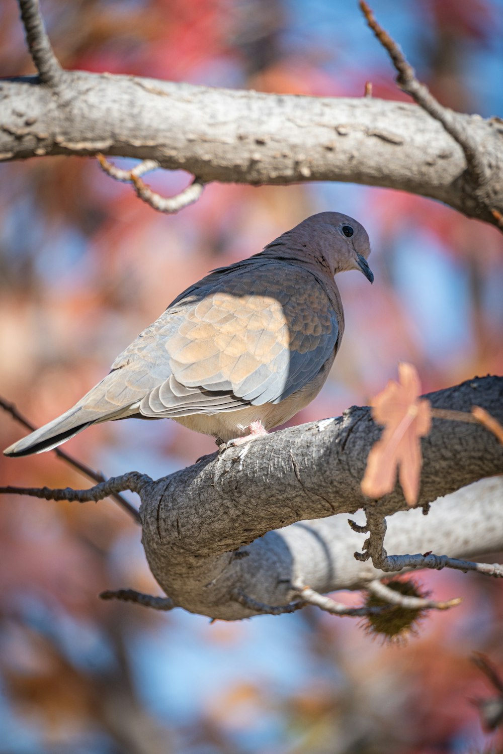 a bird perched on a branch of a tree