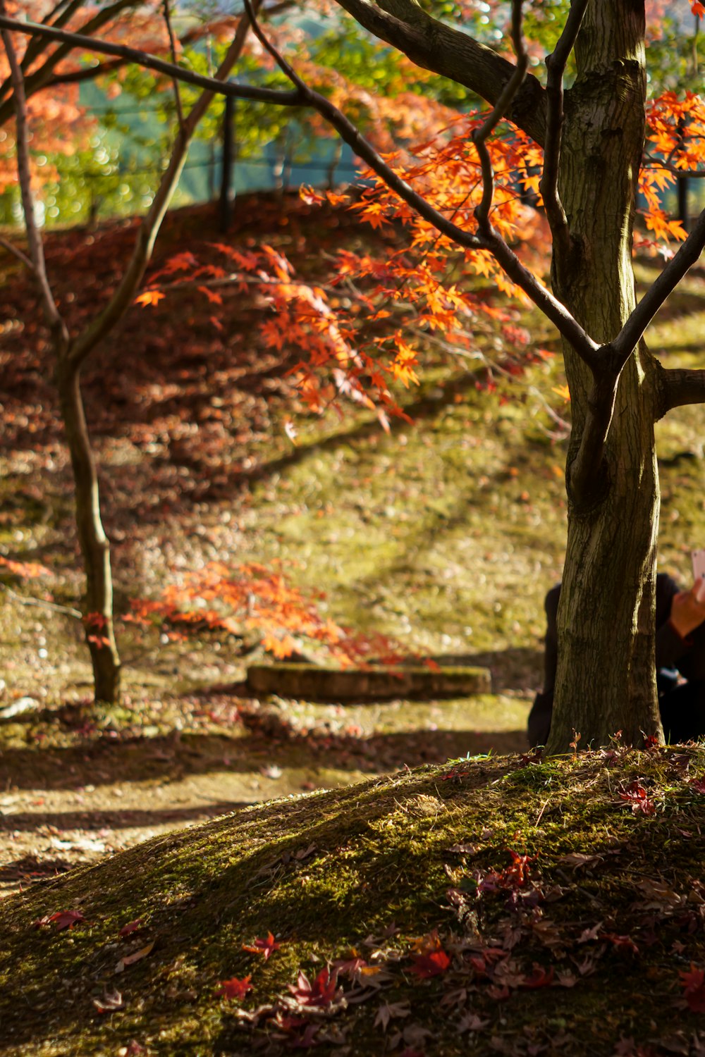 a person sitting on a bench under a tree