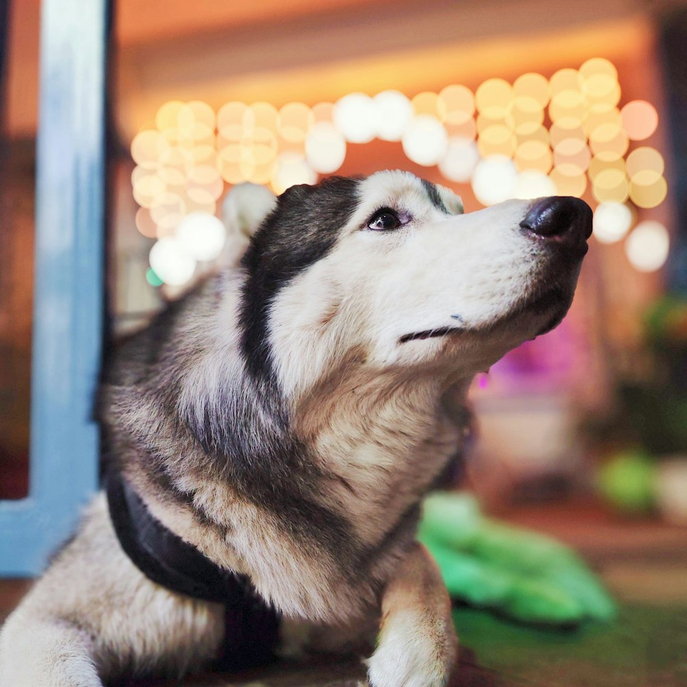 a black and white dog laying on the ground