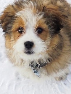 A fluffy, mixed-breed puppy with brown, white, and black fur is looking directly at the camera. The puppy's fur is thick and curly, and it sits on a surface covered in snow, with snowflakes visible on its fur. A small metal tag hangs from its collar.