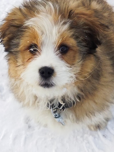 A fluffy, mixed-breed puppy with brown, white, and black fur is looking directly at the camera. The puppy's fur is thick and curly, and it sits on a surface covered in snow, with snowflakes visible on its fur. A small metal tag hangs from its collar.