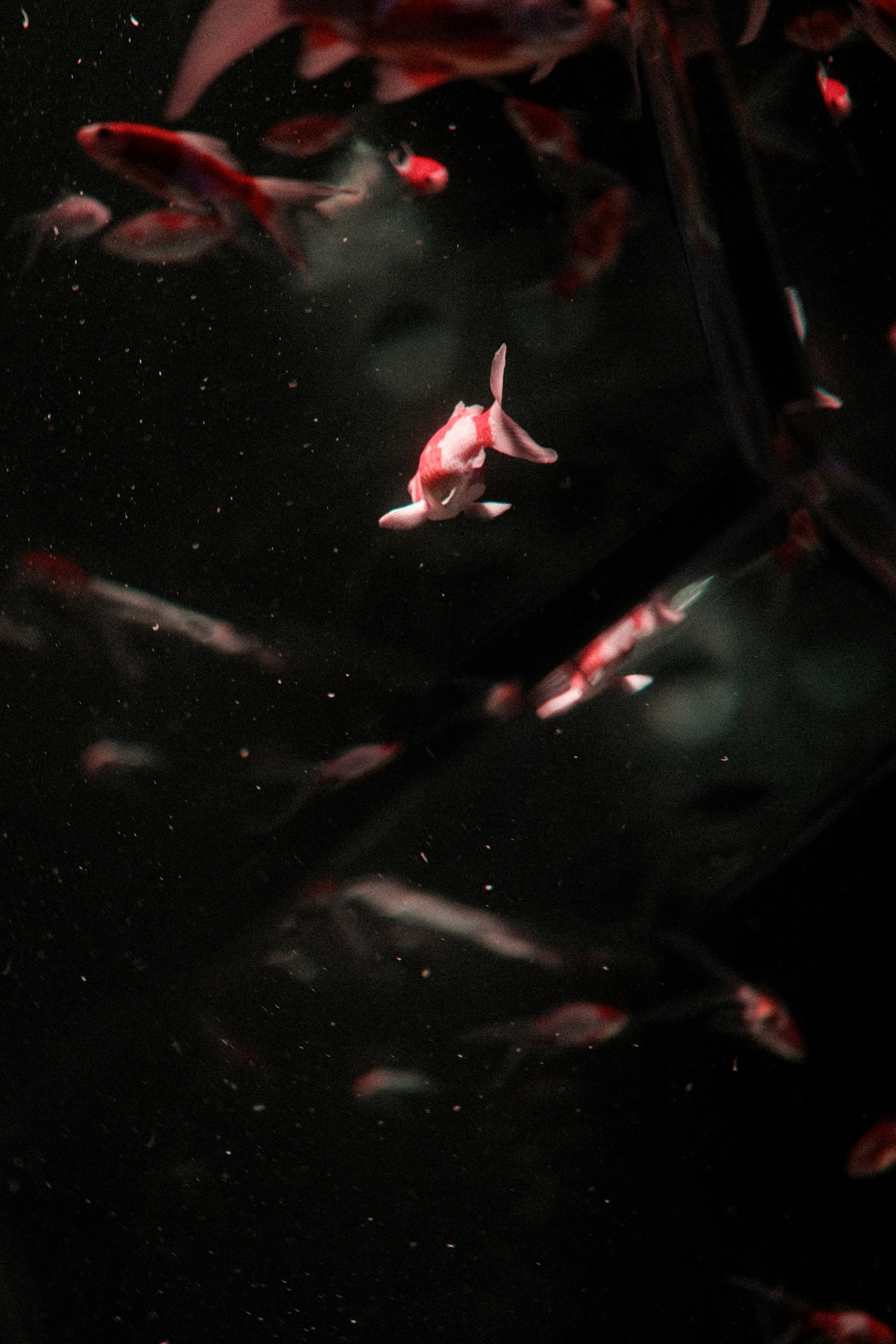 Photo by shadoweng93