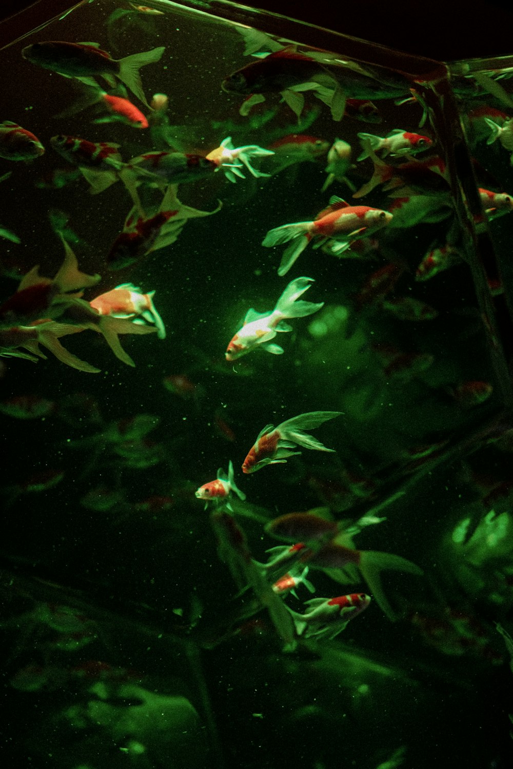 a group of fish swimming in an aquarium