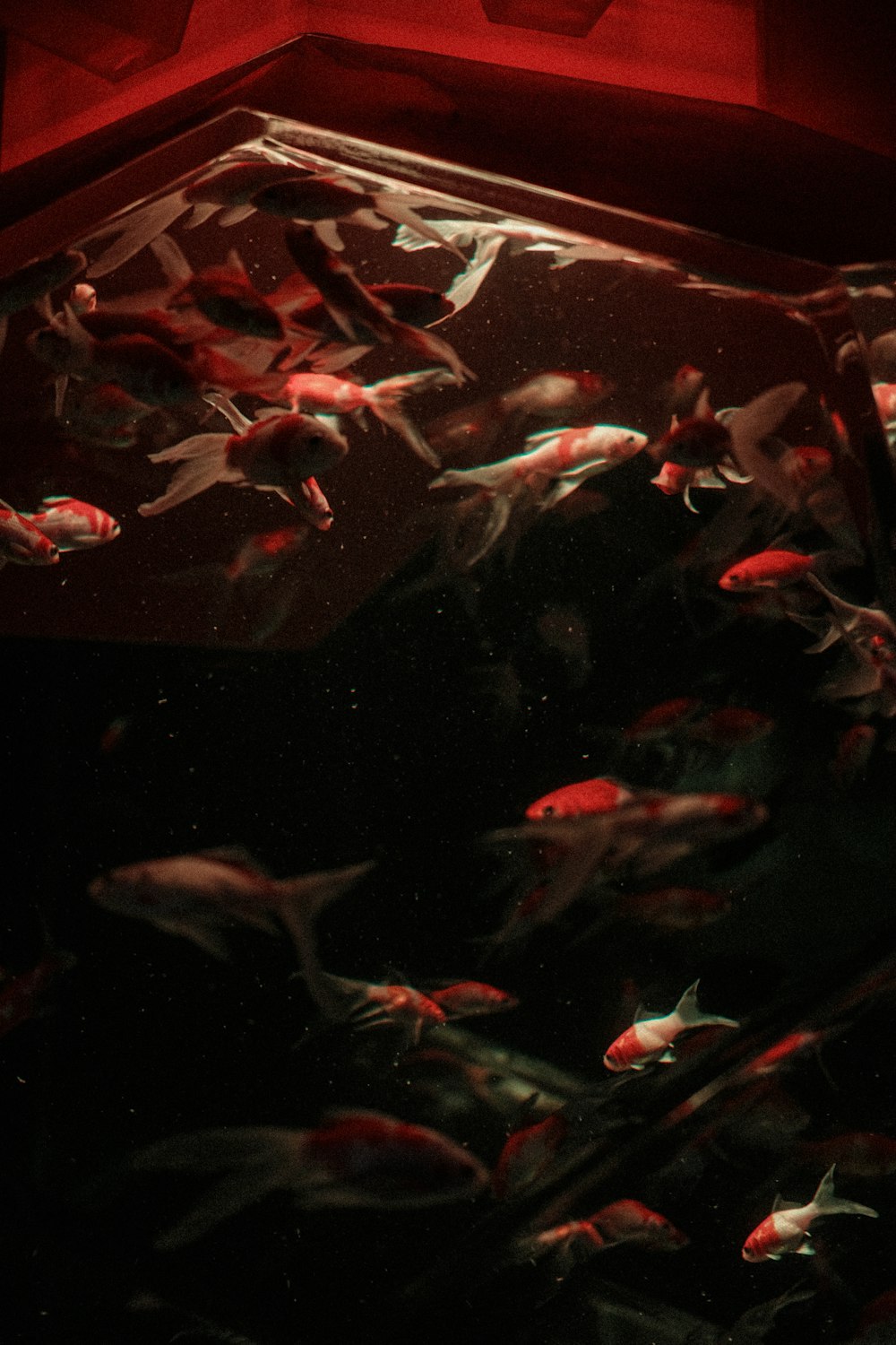 a large group of fish swimming in a tank
