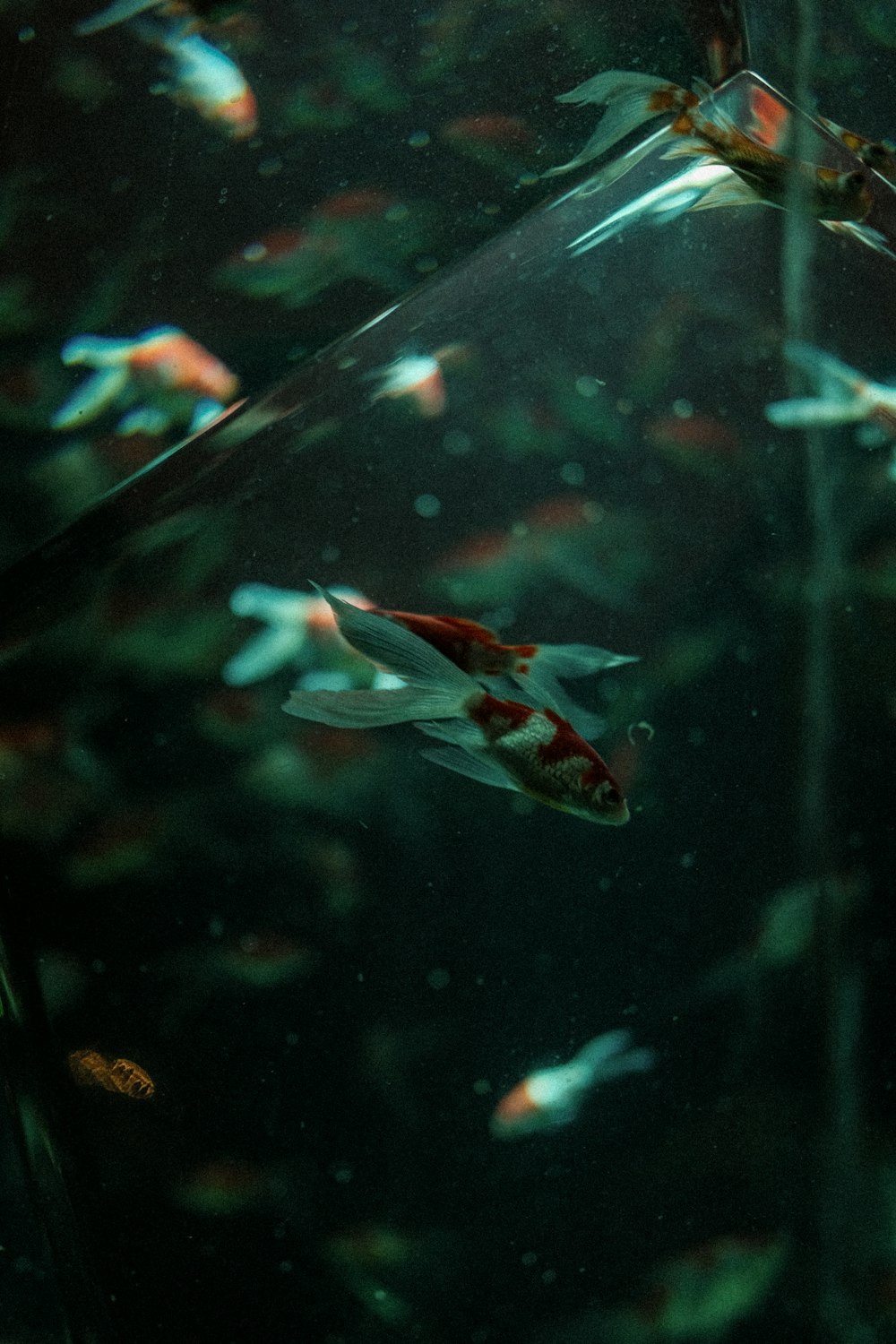 a large aquarium filled with lots of fish