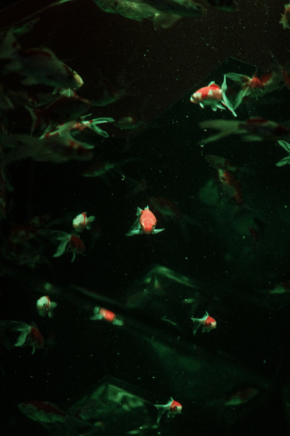 a group of fish swimming in an aquarium