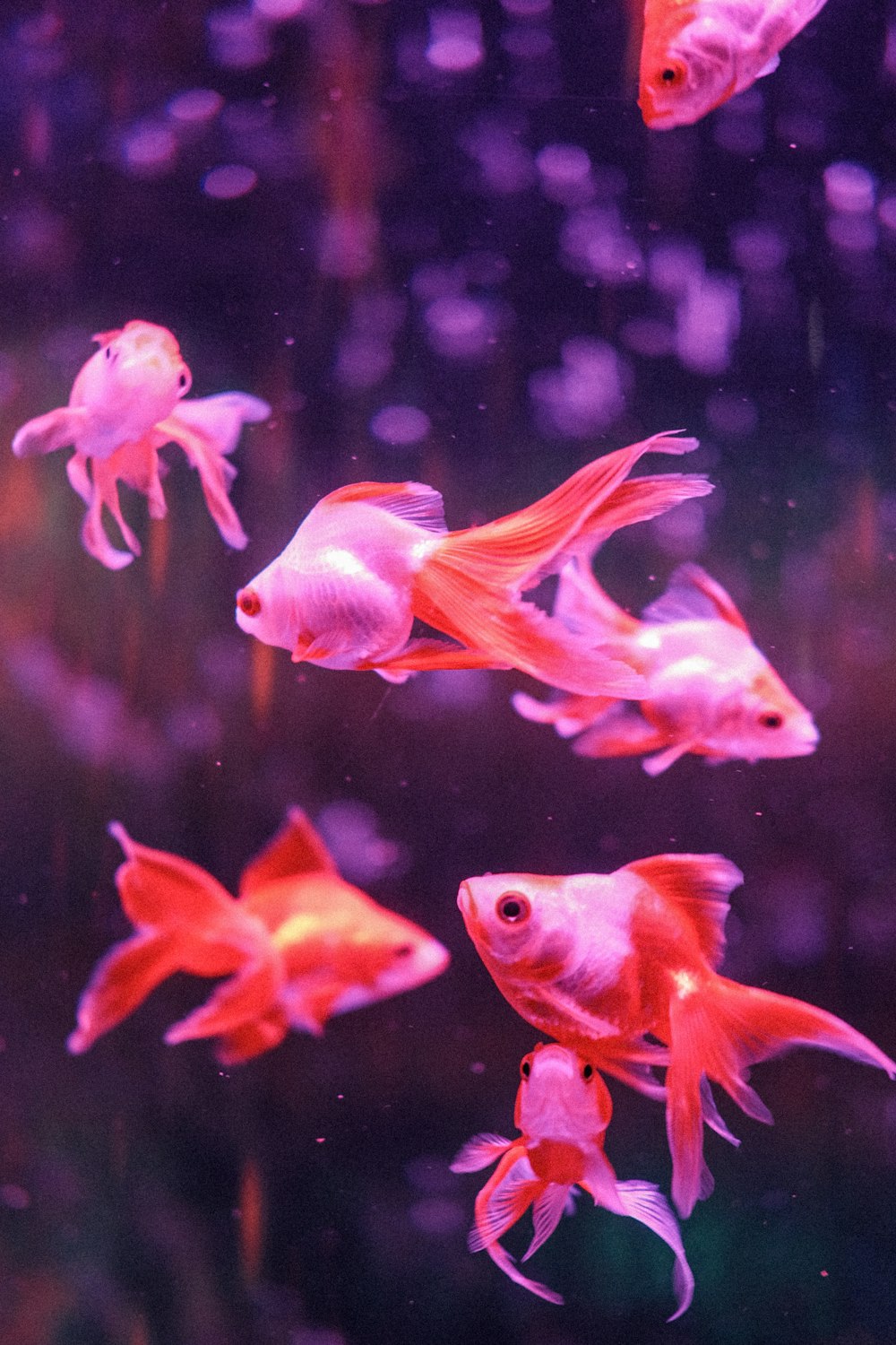 un groupe de poissons rouges nageant dans un aquarium