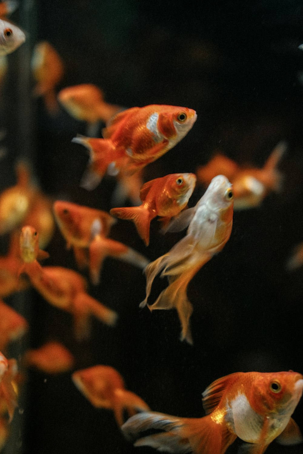 un groupe de poissons rouges nageant dans un aquarium