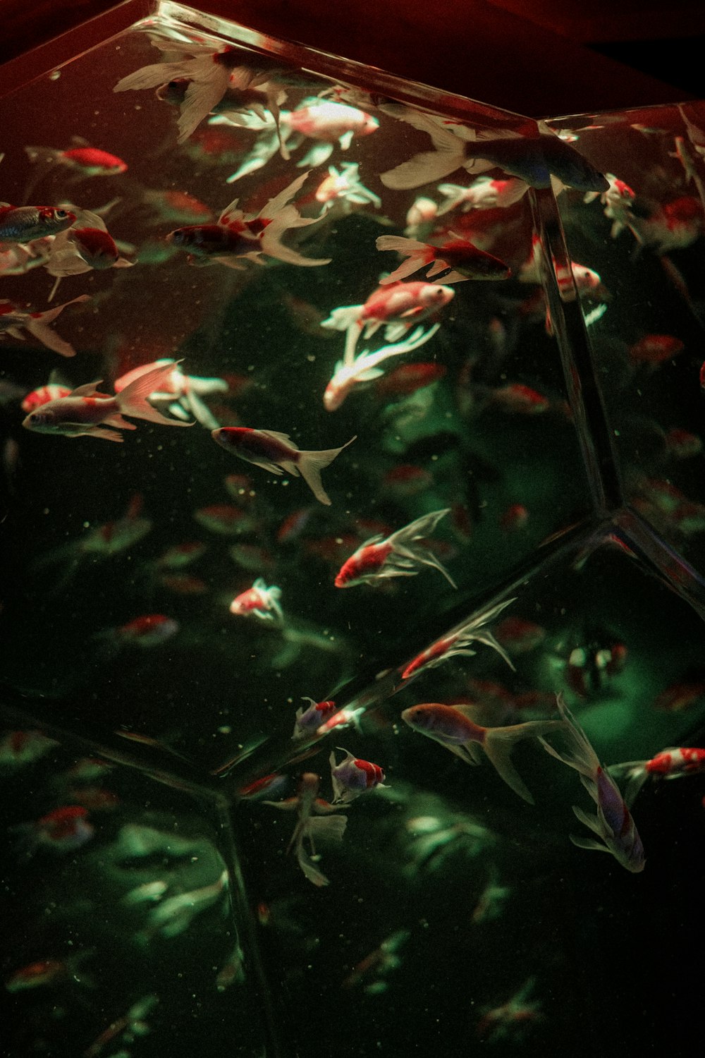 a group of fish swimming in a pond