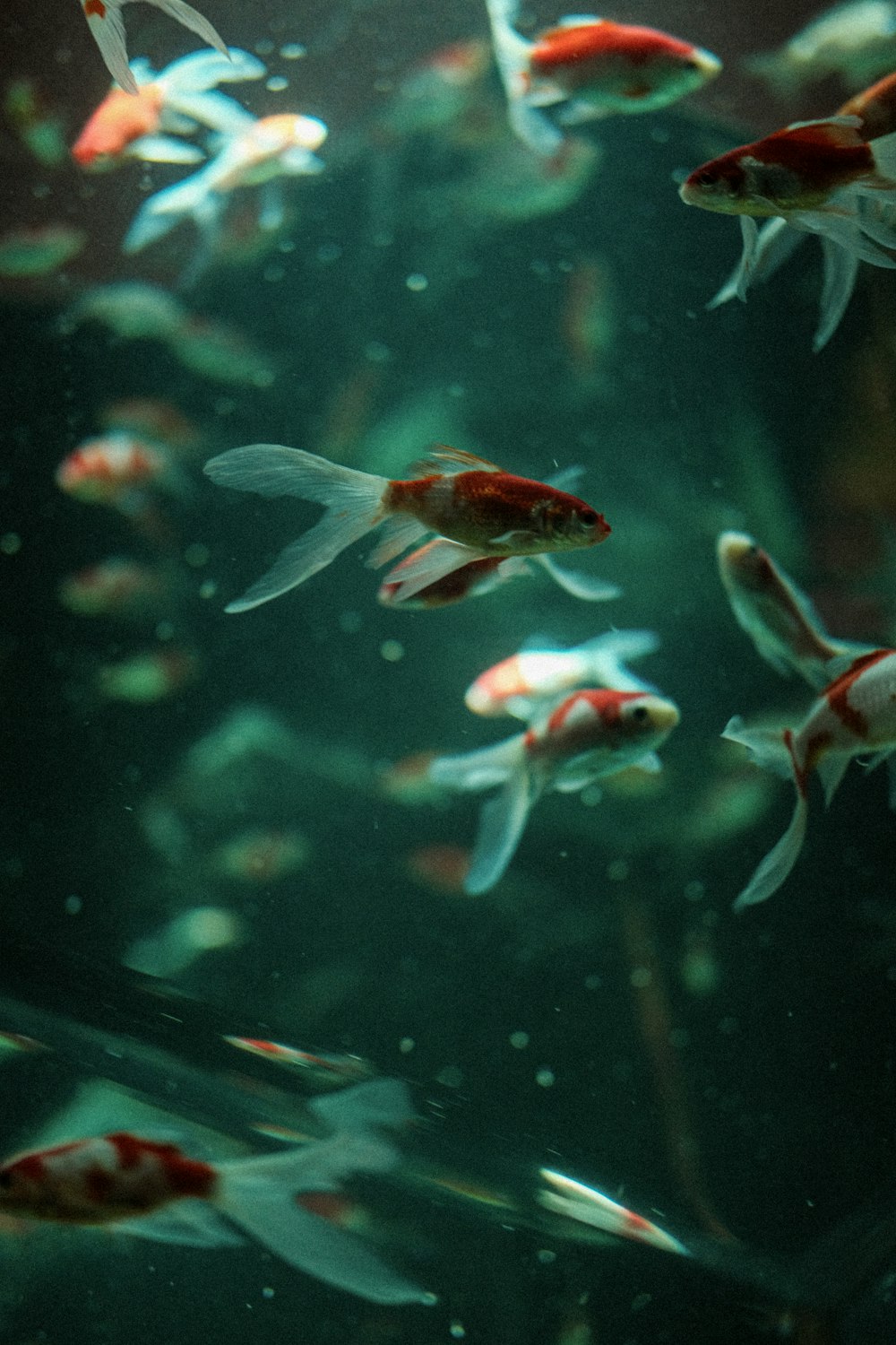 un groupe de poissons nageant dans un grand aquarium