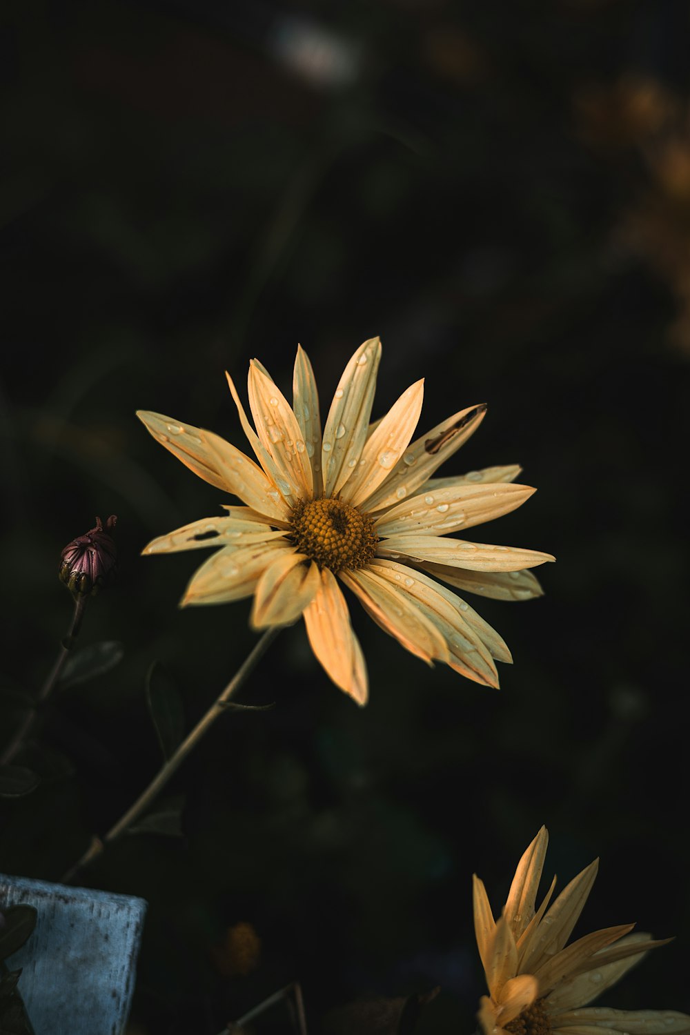 a close up of a yellow flower with a black background