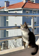 Cat comfortably resting behind a secure pet protection net on a balcony.
