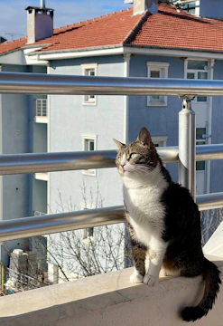 Cat comfortably resting behind a secure pet protection net on a balcony.