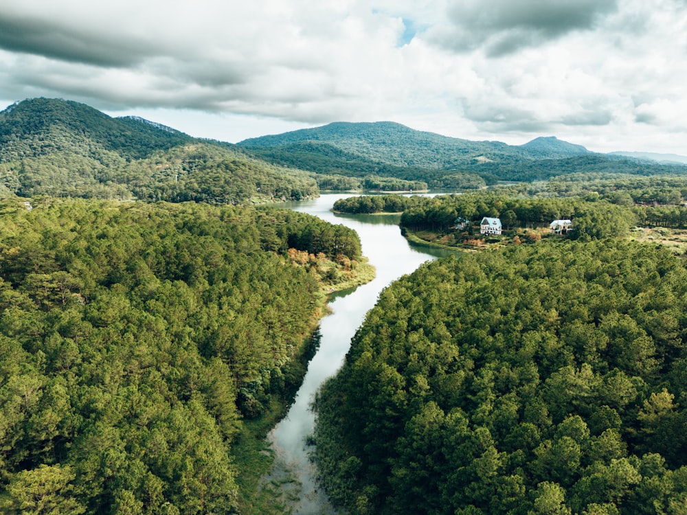 a river running through a lush green forest