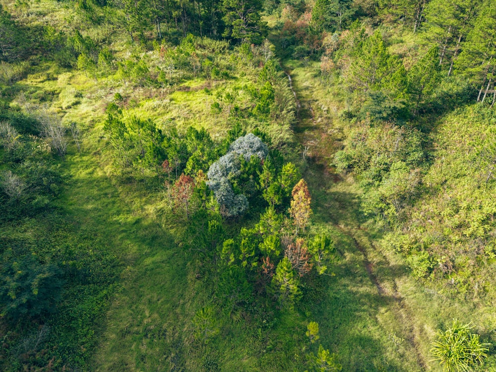 an aerial view of a lush green forest