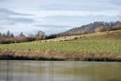A large flock of sheep is grazing on a gently sloped, green pasture. A lone shepherd is standing among the sheep, overseeing them, with a tranquil body of water in the foreground and a line of trees in the background under a partly cloudy sky.