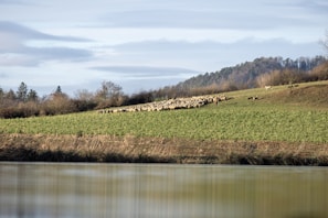 A large flock of sheep is grazing on a gently sloped, green pasture. A lone shepherd is standing among the sheep, overseeing them, with a tranquil body of water in the foreground and a line of trees in the background under a partly cloudy sky.