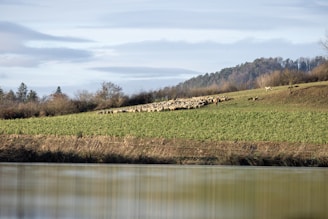 A large flock of sheep is grazing on a gently sloped, green pasture. A lone shepherd is standing among the sheep, overseeing them, with a tranquil body of water in the foreground and a line of trees in the background under a partly cloudy sky.