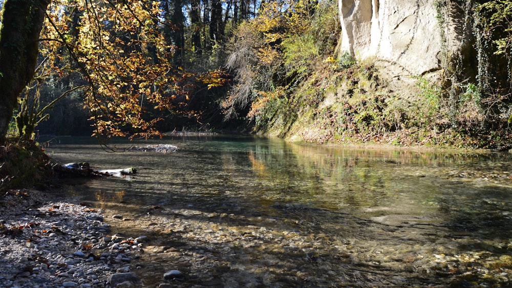 um rio correndo através de uma floresta cheia de árvores