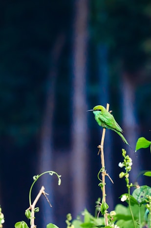 Close-up of a vibrant bird perched delicately on a bronze-accented branch against a backdrop of deep hunter green foliage.