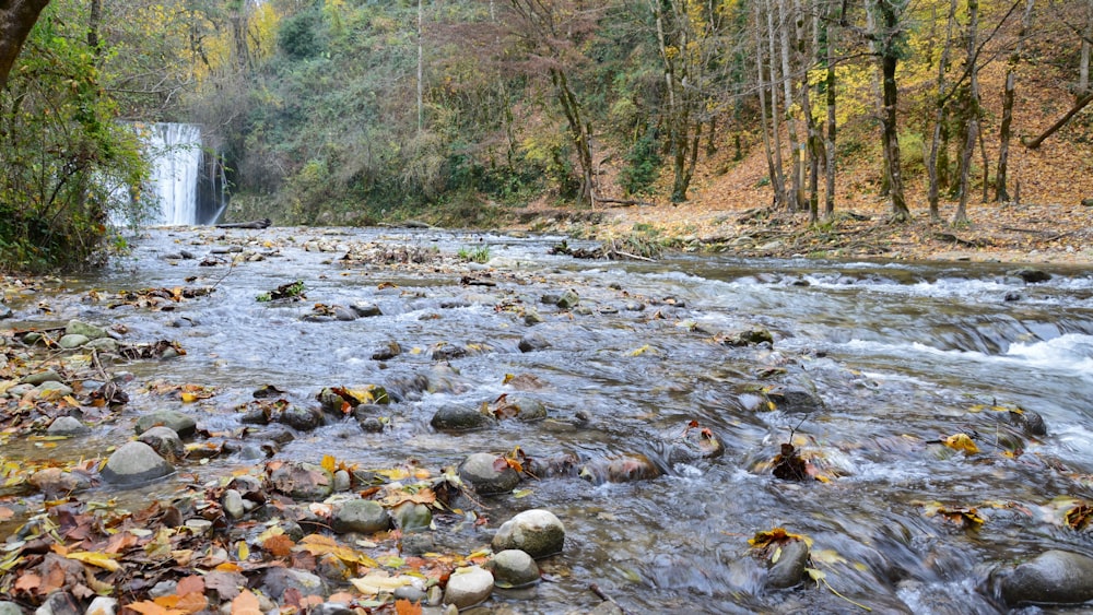 a river running through a forest filled with lots of leaves