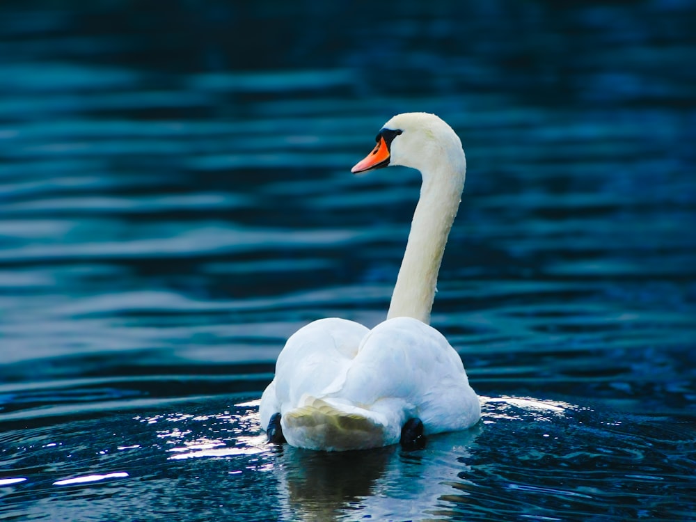 a white swan floating on top of a body of water