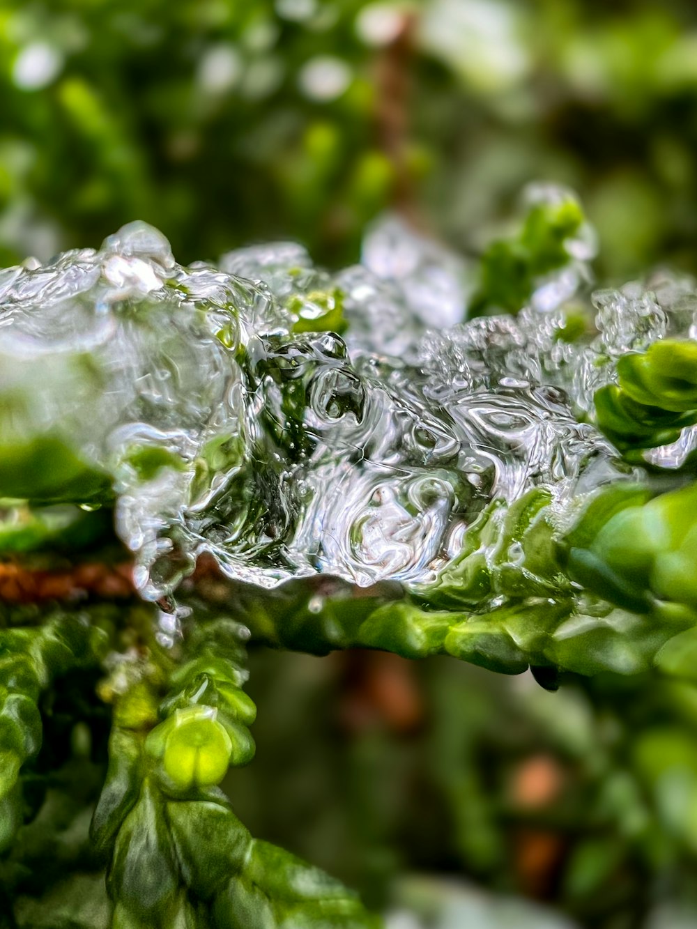 un gros plan d’une plante avec de l’eau dessus