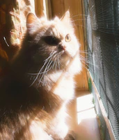 A fluffy orange cat gazing out a window with warm sunlight streaming in