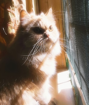 A playful floppy orange cat lounging on a sunny windowsill with a mischievous glint in its eyes.
