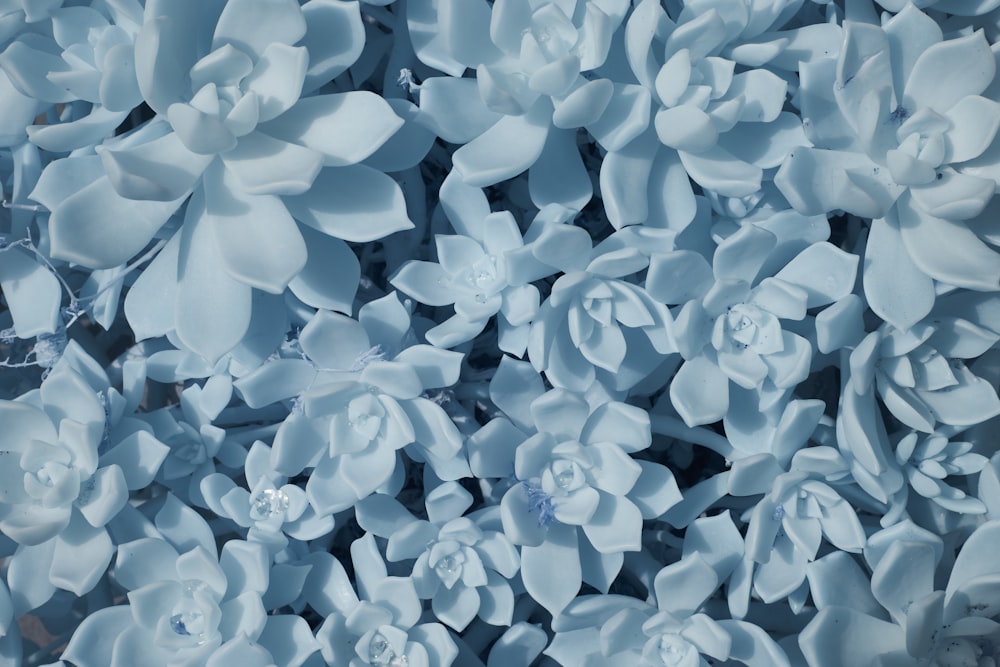 a close up of a bunch of blue flowers