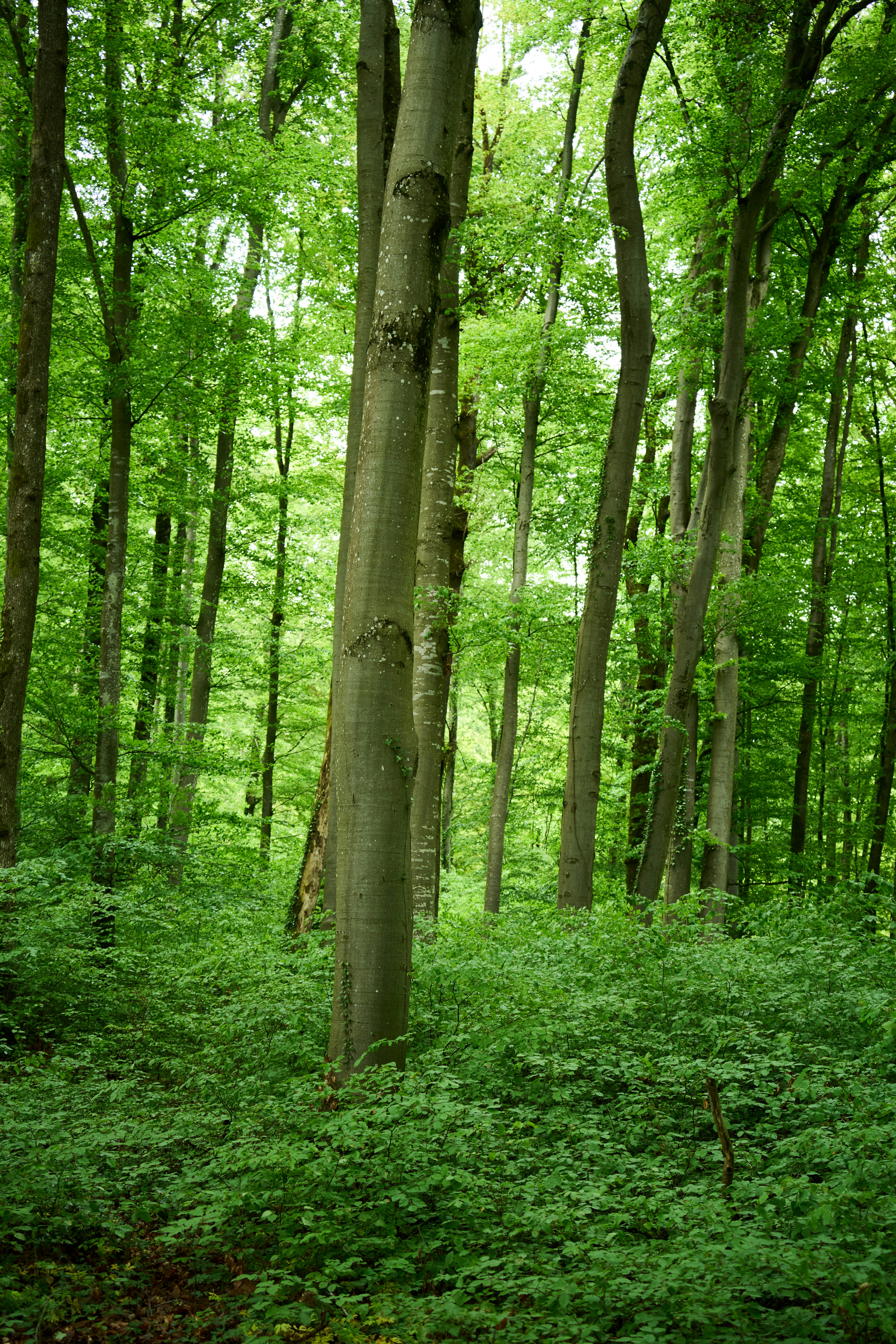 Photo by wolfgang_hasselmann