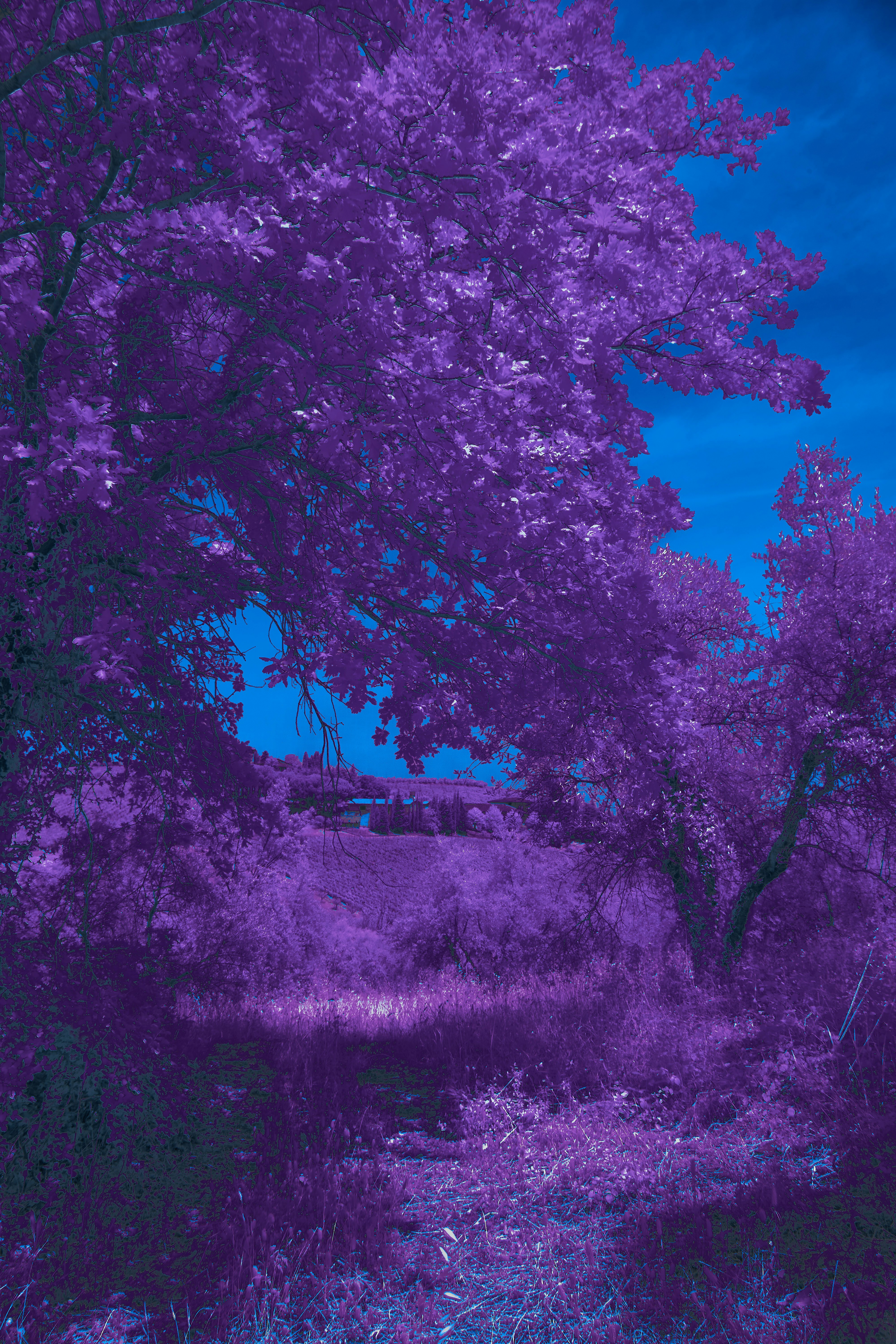 Photo by wolfgang_hasselmann