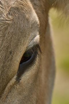 A close-up view of an animal's eye, showing intricate details of the fur texture and the gentle curve of the eyelash. The focus is on the softness and natural appearance of the animal's facial features.