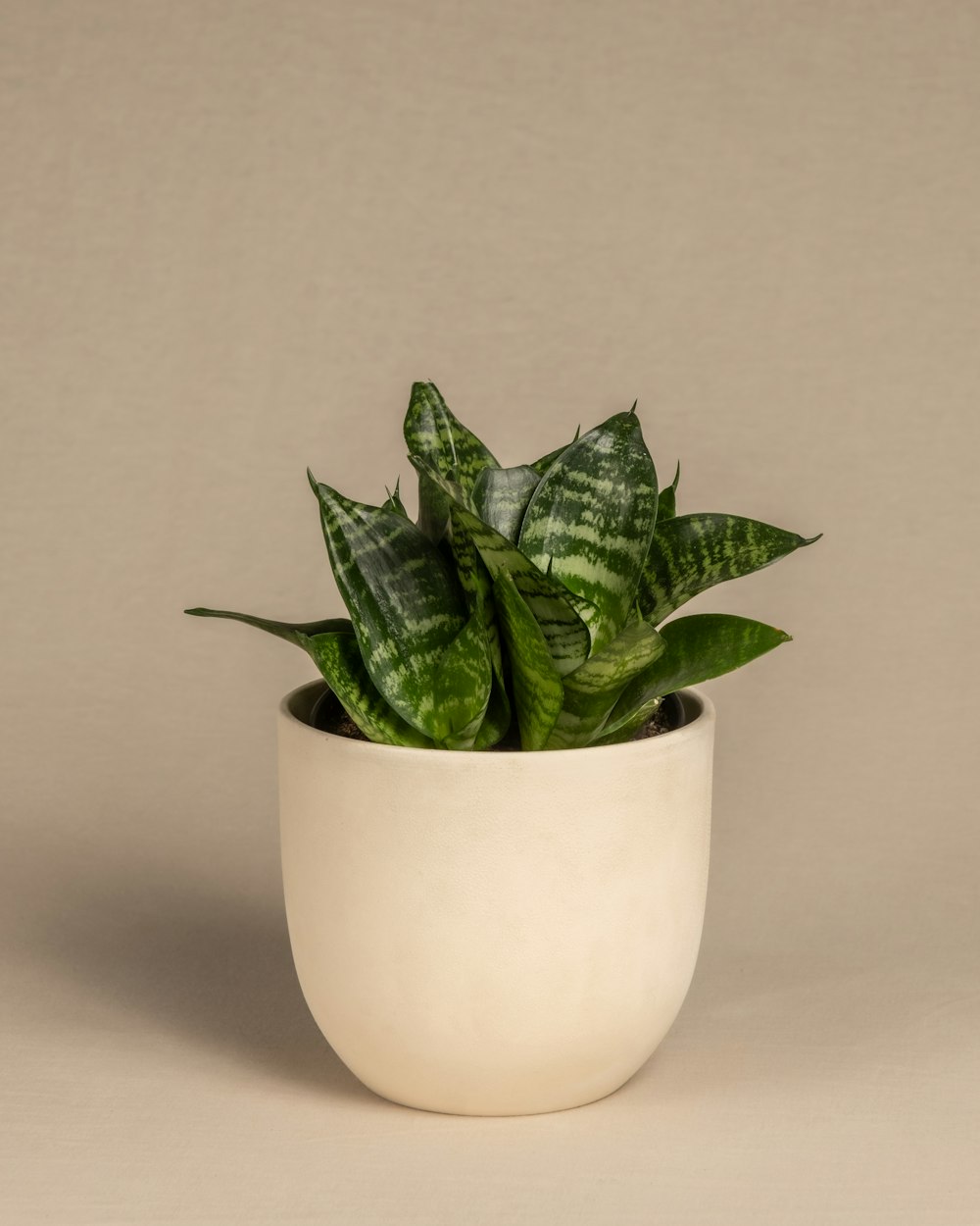 a white potted plant with a green leafy plant in it