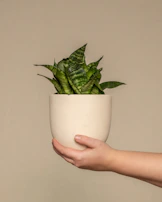 A sleek ceramic pot with glossy finish holding a vibrant snake plant on a wooden shelf.