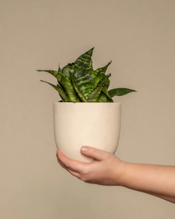 A sleek ceramic pot with glossy finish holding a vibrant snake plant on a wooden shelf.