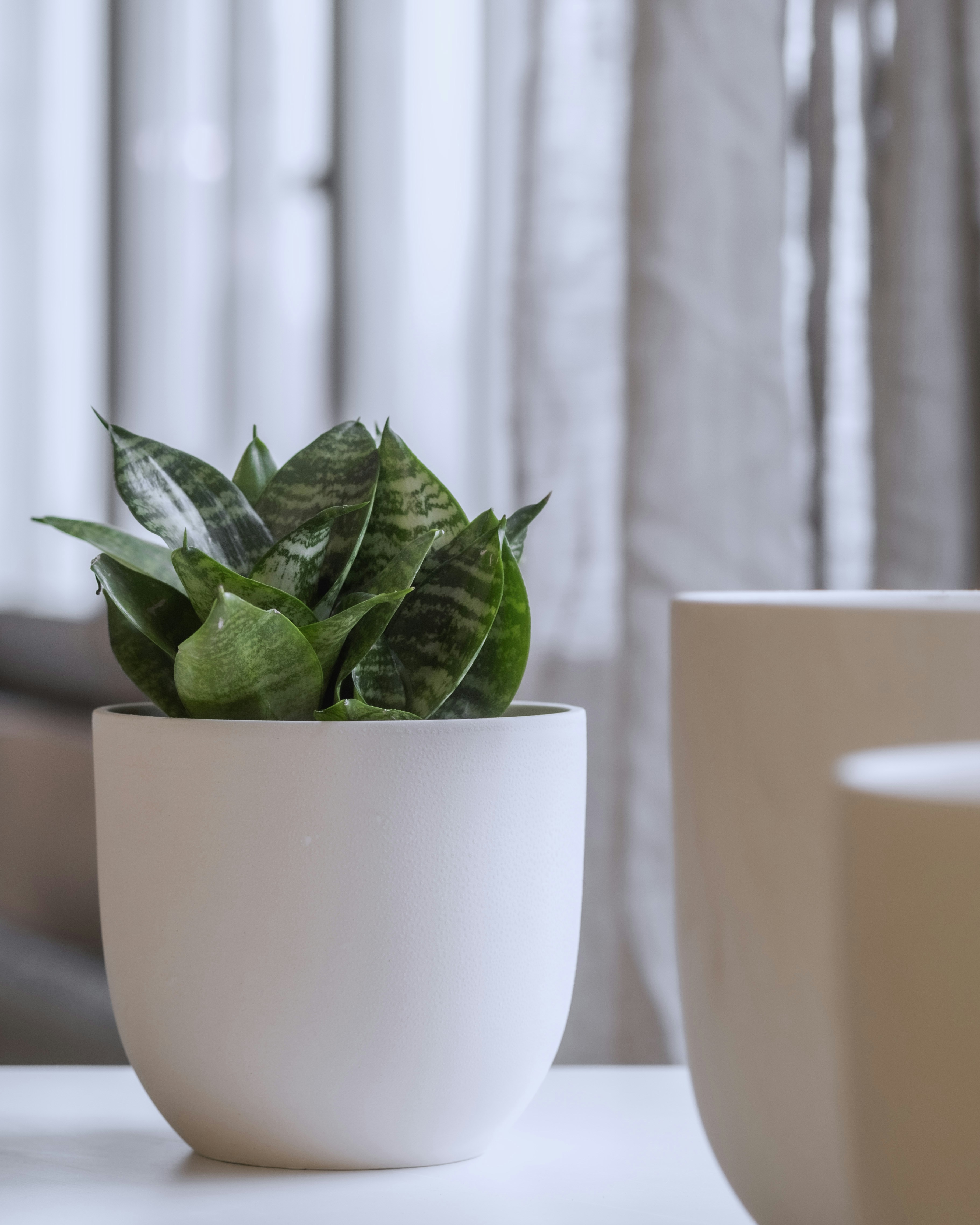 Photo by feeypflanzen