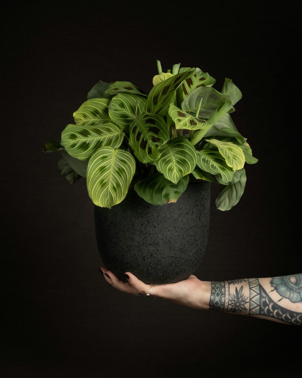 a person holding a potted plant in their hand