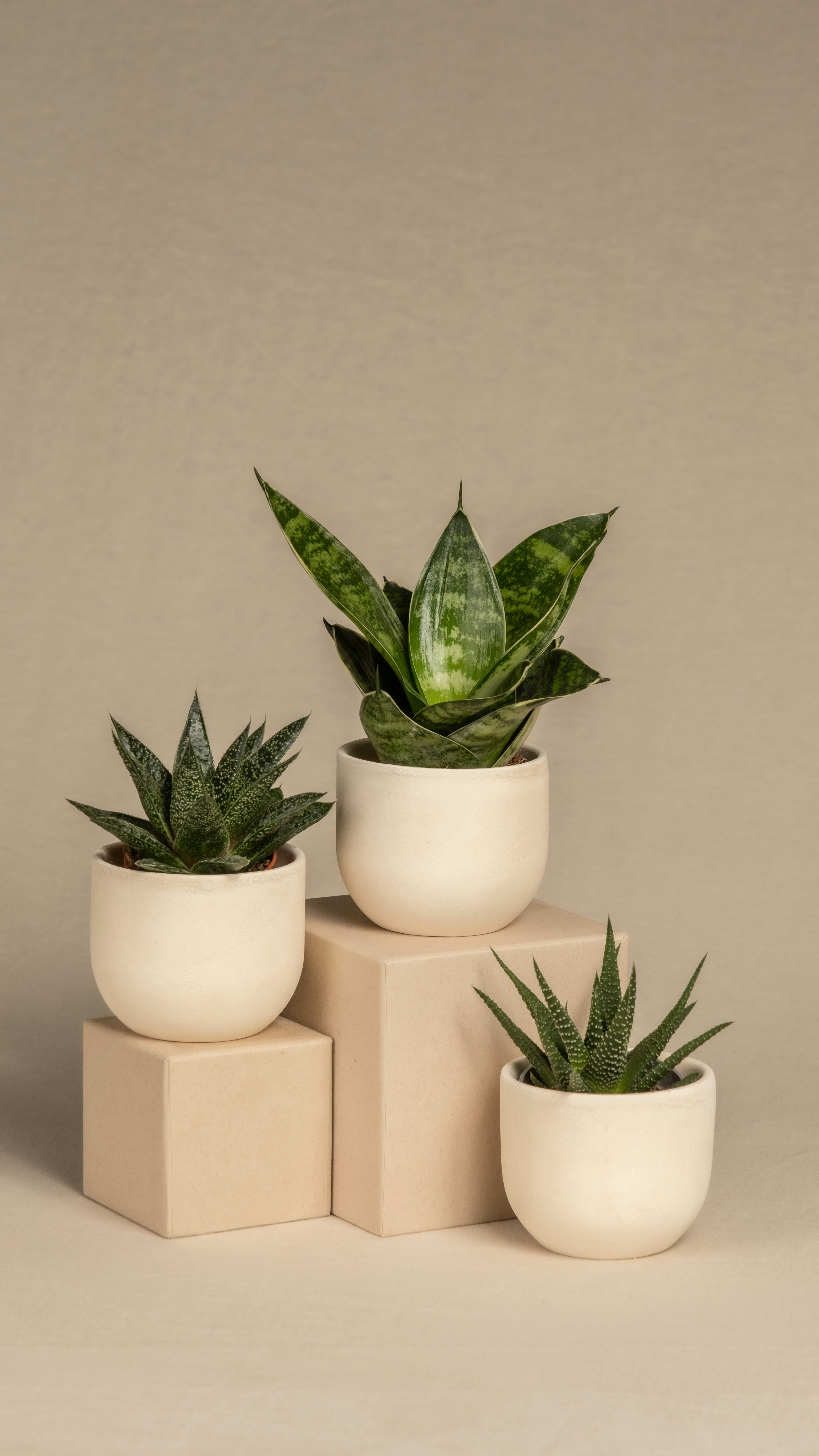 Photo by feeypflanzen