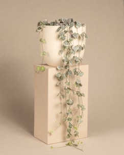 A trailing pothos plant with glossy heart-shaped leaves cascading from a hanging basket.